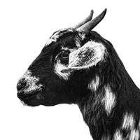 Black and white photograph of a cute, horned goat. Ethan Oberst Photography
