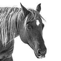 A black and white photo of a horse. Ethan Oberst Photography