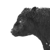 Black angus bull, black cattle, bull, black cow, farmhouse photo, black and white photography, farmhouse decor, wall art, decorations, photography, art print, photograph print, photography print. silhouette image Ethan Oberst Photography