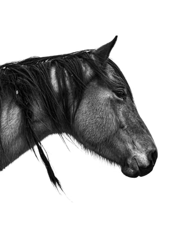 A long maned horse is captured in a black and white photo. Ethan Oberst Photography