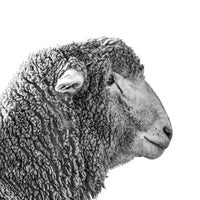 Black and white photography or a young sheep ram. Ethan Oberst Photography