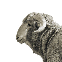 A black and white photo of a young ram. Ethan Oberst Photography
