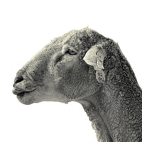 Black and white photo of a mother sheep. Ethan Oberst Photography
