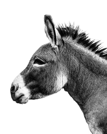 A black and white photo of a min donkey perfect for a farmhouse decor. Ethan Oberst Photography