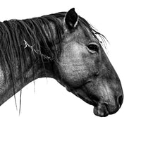 A black and white photo of a horse with a long mane. Ethan Oberst Photography