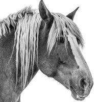 A black and white photo of a Belgian draft horse. Ethan Oberst Photography