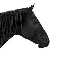 A black and white photo of an all black horse. Ethan Oberst Photography
