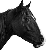 A perfect photo capturing a horse's eye in a black and white photo. Ethan Oberst Photography
