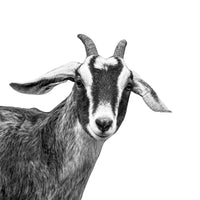 A curious goat in a black and white photograph. Ethan Oberst Photography