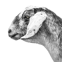 A black and white photograph of a grey goat. Ethan Oberst Photography