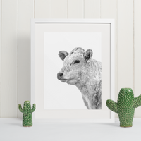 A Charolais heifer looks to the horizon in a black and white photograph. Ethan Oberst Photography. cow, cattle, heifer, farmhouse, farmhouse decor, photography print, photographer