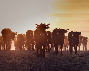 Roping Herd