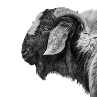 Black and white photo of a billy goat. Ethan Oberst Photography