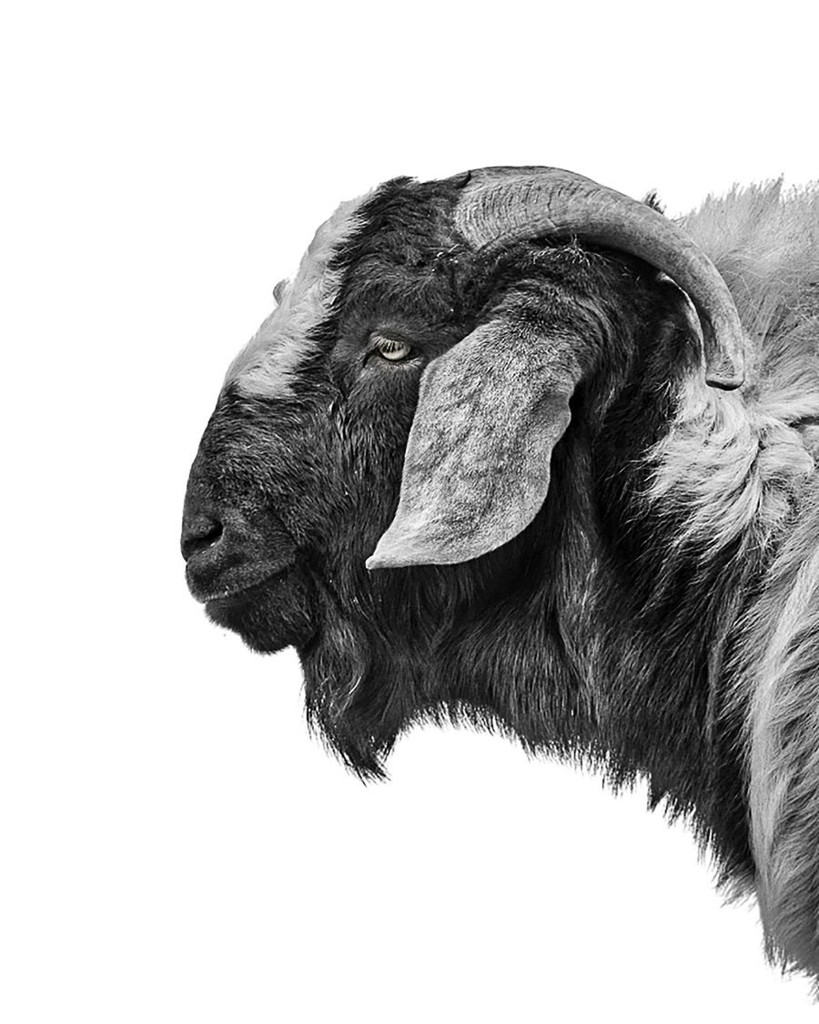 Black and white photo of a billy goat. Ethan Oberst Photography