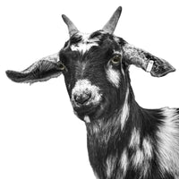 A black and white photo of a spotted goat. Ethan Oberst Photography