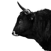 Horned corriente bull in a black and white photograph. Ethan Oberst Photography