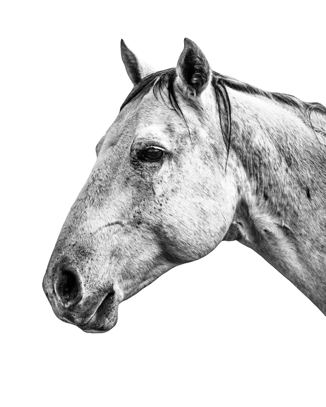 A black and white photo of a grey horse. Ethan Oberst Photography