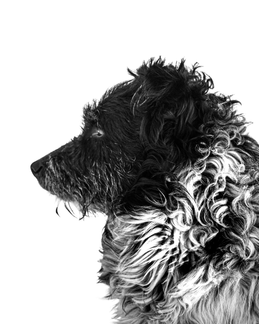 Black and white photo of a black and white curly haired dog. Ethan Oberst Photography