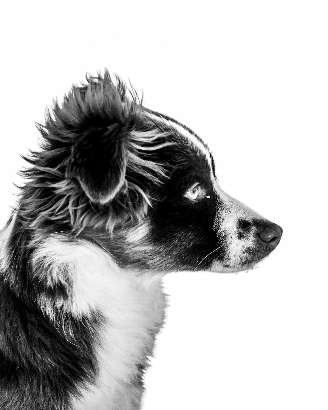 Black and white photo of a mini Aussie. Ethan Oberst Photography