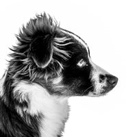 Black and white photo of a mini Aussie. Ethan Oberst Photography