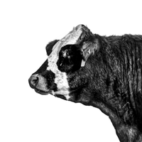 A black and white photo of a pretty cow named Maggie. Ethan Oberst Photography