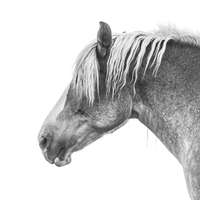 A Belgian draft horse mare poses for a black and white photo. Ethan Oberst Photography