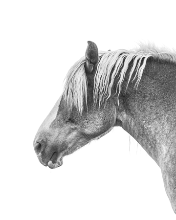 A Belgian draft horse mare poses for a black and white photo. Ethan Oberst Photography
