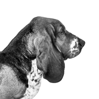 A floppy eared basset hound in black and white. Ethan Oberst Photography