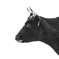 A horned milkcow looks on in a black and white silhouette photograph. Ethan Oberst Photography