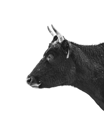 A horned milkcow looks on in a black and white silhouette photograph. Ethan Oberst Photography