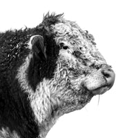 A big and mature Hereford bull in a black and white photograph. Ethan Oberst Photography.