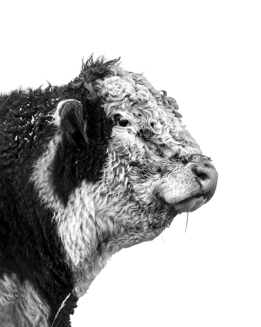 A big and mature Hereford bull in a black and white photograph. Ethan Oberst Photography.