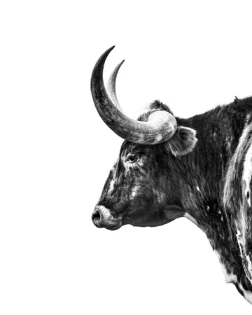 A mature longhorn steer looks on in a black and white photograph. Ethan Oberst Photography. Longhorn steer, black and white photo, photography, cattle, cow, longhorn