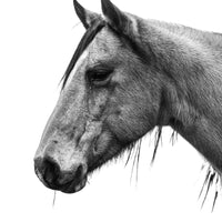 A pretty buckskin horse captured in black and white. Ethan Oberst Photography