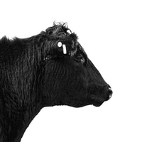 A gorgeous black angus cow in a black and white silhouette photograph. Ethan Oberst Photography