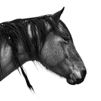 A long maned horse is captured in a black and white photo. Ethan Oberst Photography
