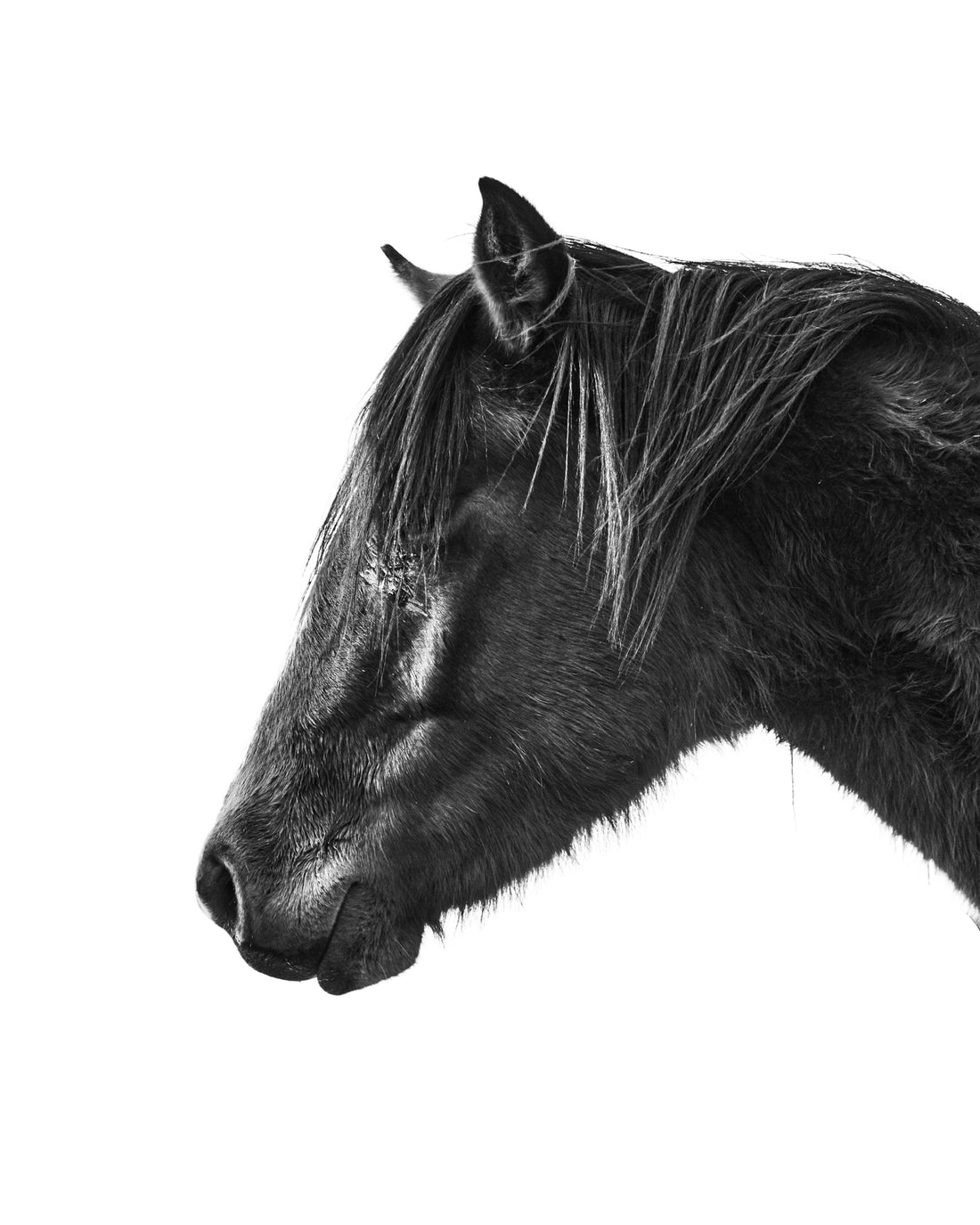 Black and white photo of a young horse. Ethan Oberst Photography