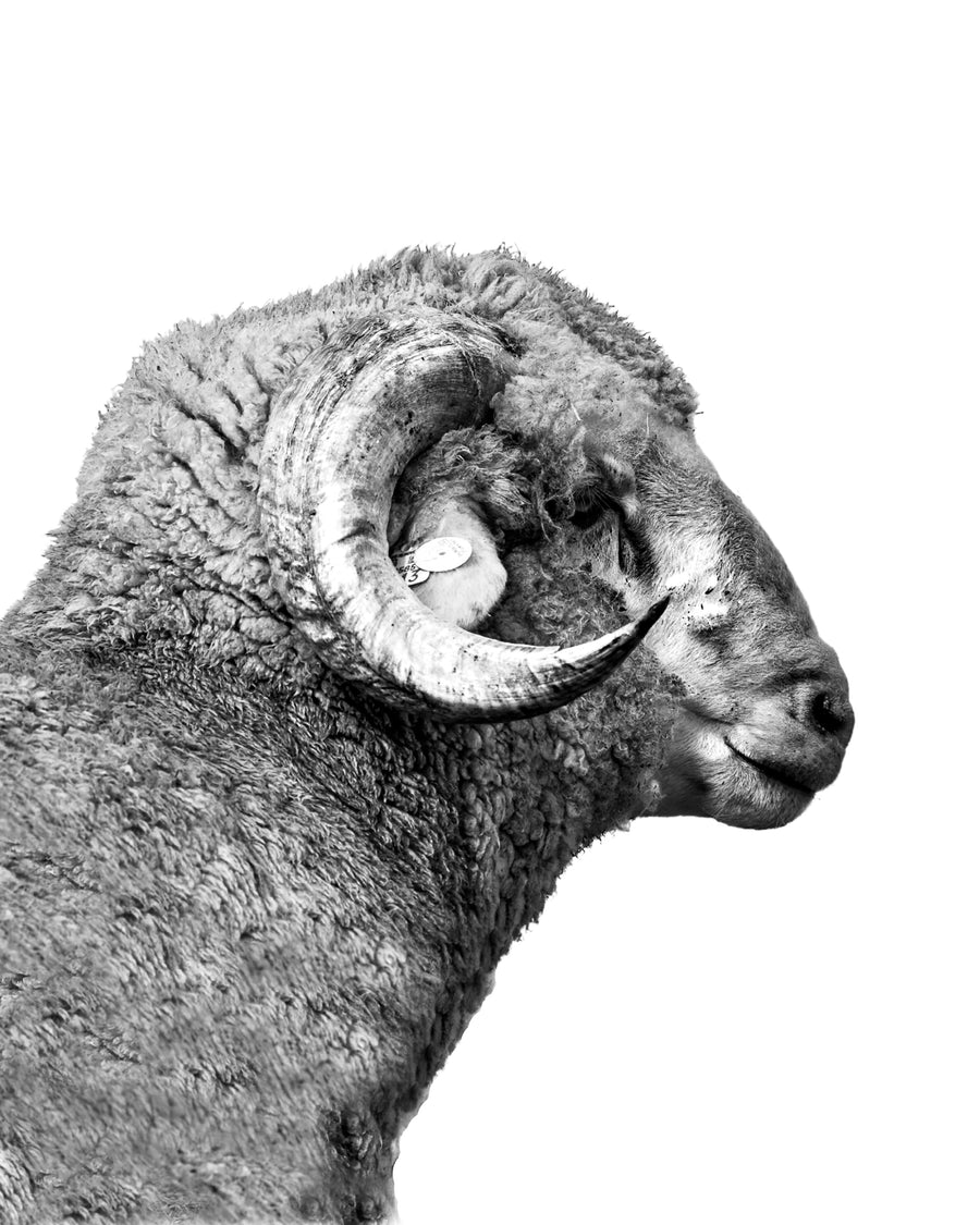A black and white silhouette photo of a young horned ram. Ethan Oberst Photography