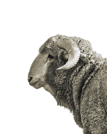 A black and white photo of a young ram. Ethan Oberst Photography