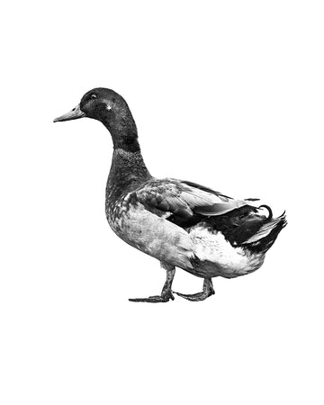 A black and white photo a of male mallard duck. Ethan Oberst Photography