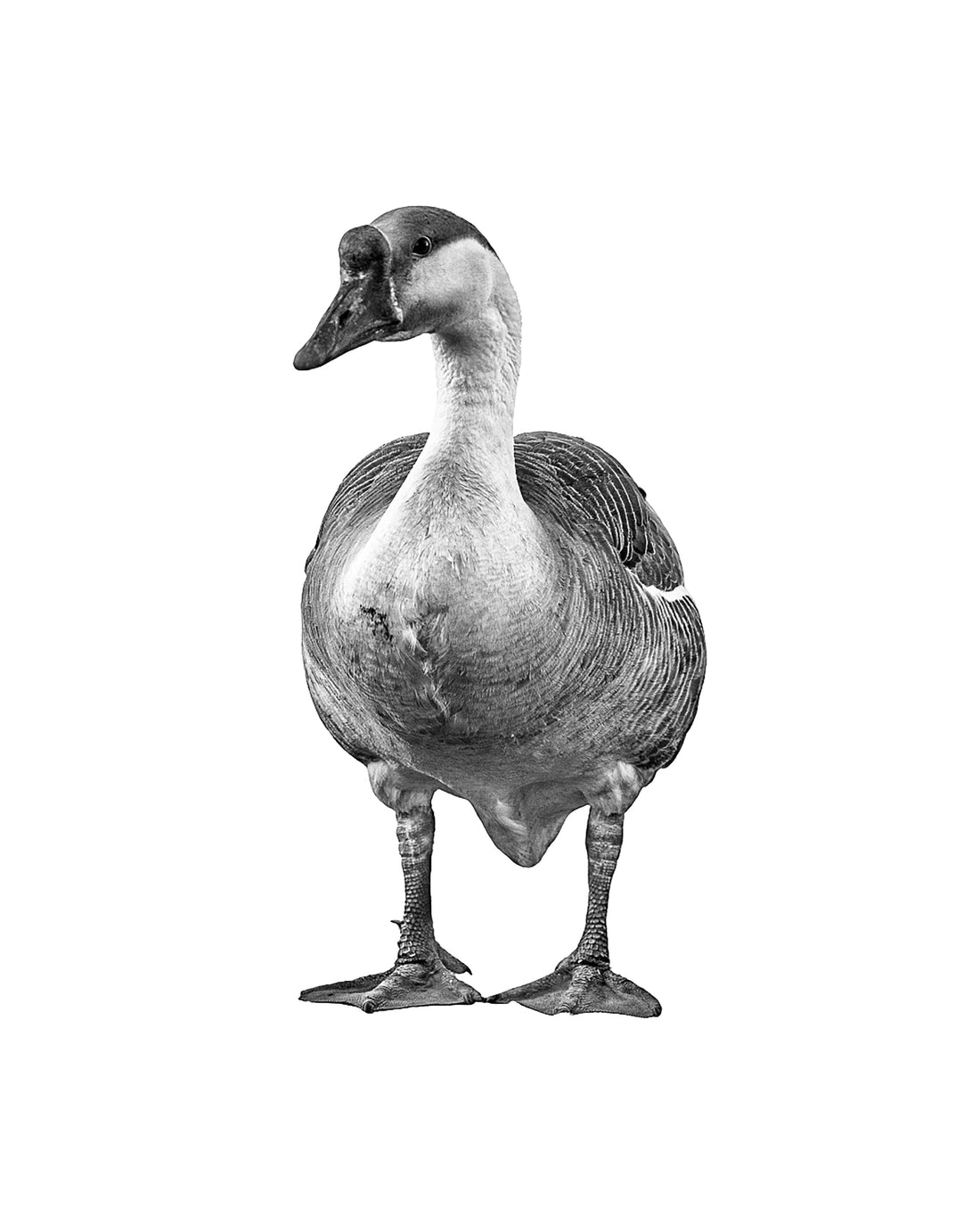 A black and white photo of a mothergoose. Ethan Oberst Photography
