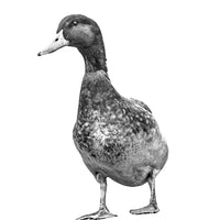 A black and white photograph of a male mallard duck. Ethan Oberst Photography