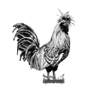 A great looking rooster in a black and white photo. Ethan Oberst Photography