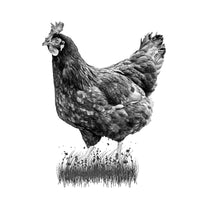 A black and white picture of a female chicken. Ethan Oberst Photography