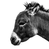 A black and white photo of a mini donkey. Ethan Oberst Photography
