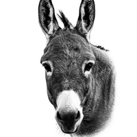 A black and white photo of a perky eared donkey. Ethan Oberst Photography