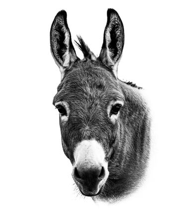 A black and white photo of a perky eared donkey. Ethan Oberst Photography
