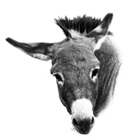A mini donkey gives the photographer the side eye in a black and white photo. Ethan Oberst Photography