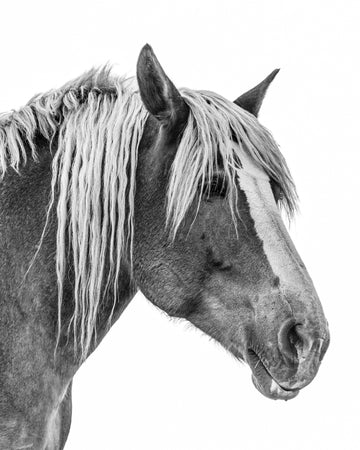 A black and white photo of a Belgian draft horse. Ethan Oberst Photography