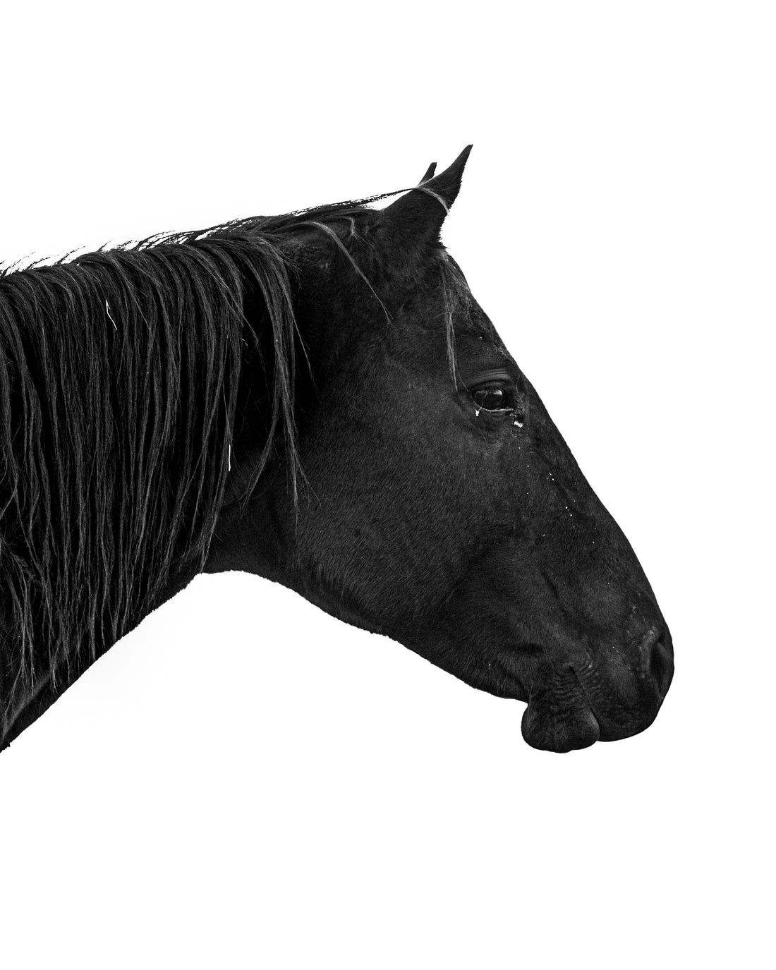 A black and white photo of an all black horse. Ethan Oberst Photography
